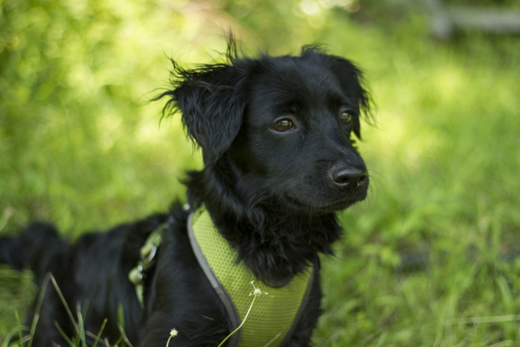 Frijol, our handsome dog who braved the 4000km road from Mexico to Canada!