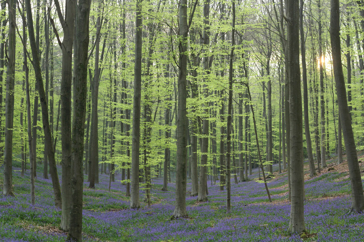 Hallerbos is a blue forest in Belgium.